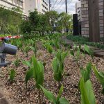 鈴蘭台駅前の花壇のすずらん